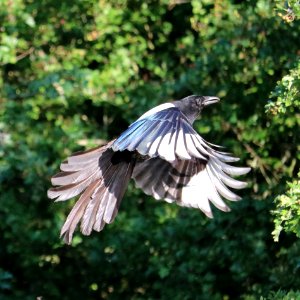 Magpie photo