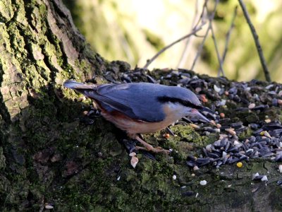 Nuthatch photo