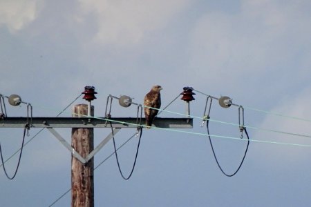 Daydreaming Buzzard