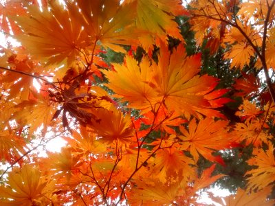 IMG 20151106 110357000
