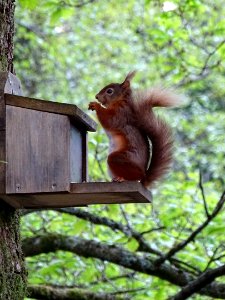 Patterdale Red Squirrel photo