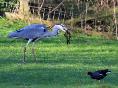 Grey Heron 09 photo