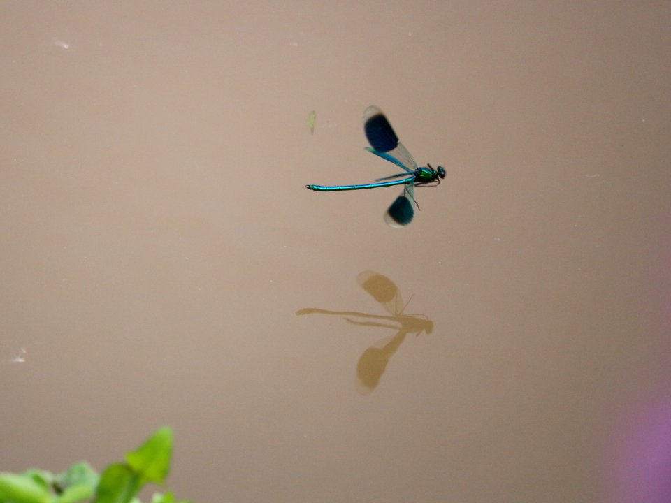Banded Demoiselle, male.