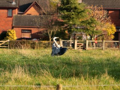 Sunbathing Heron