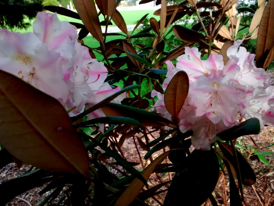 Rhodo R45A flower with leaf