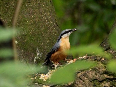 Posing Nuthatch