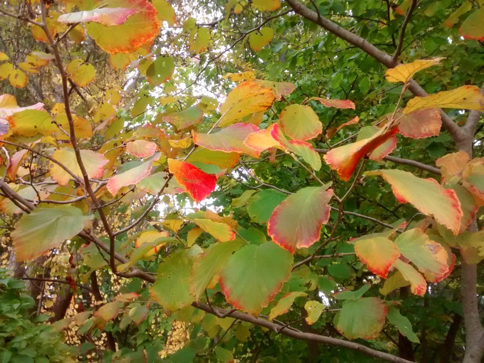 IMG 20151028 122738845