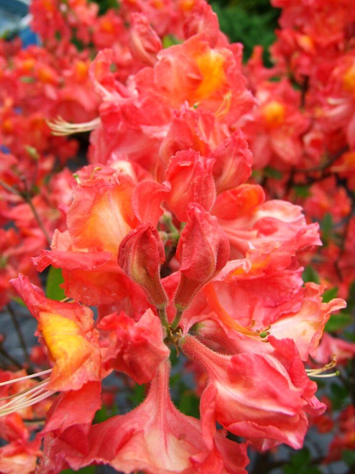 Garden flowers nature flowering