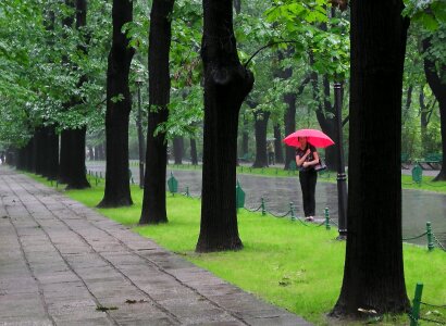 Red umbrella trees grass photo