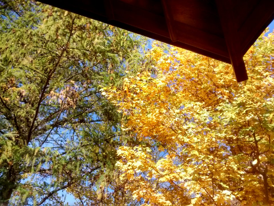 IMG 20151026 105113820 HDR
