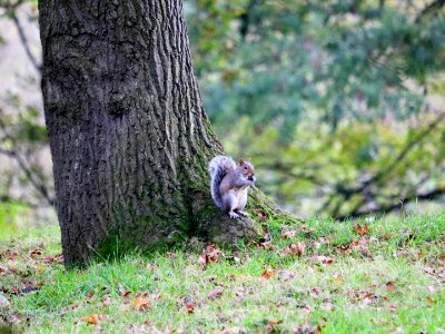 Squirrel with Acorn. photo