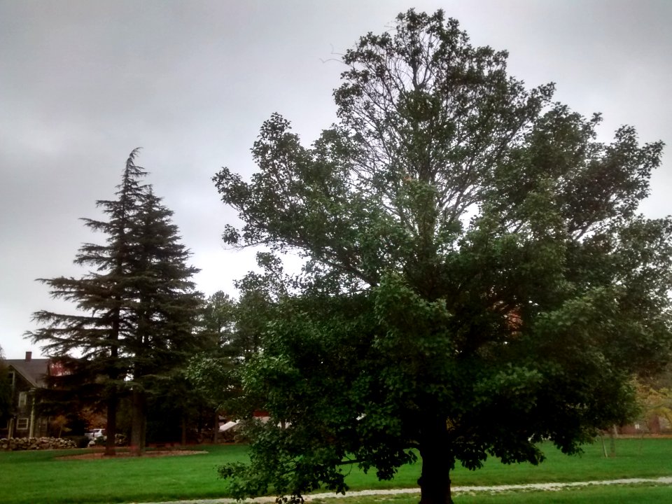 IMG 20151106 095200371 HDR