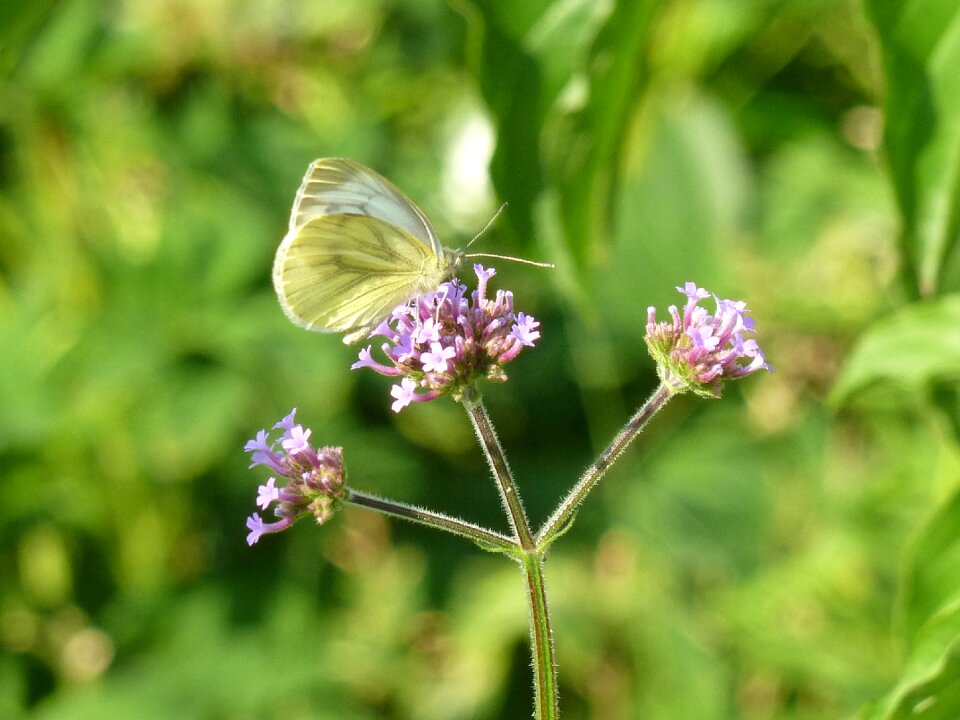 Nature butterflies macro