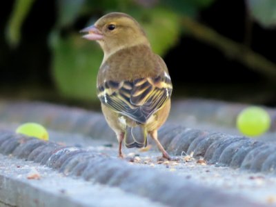 "Excuse my back", says Chaffinch. photo