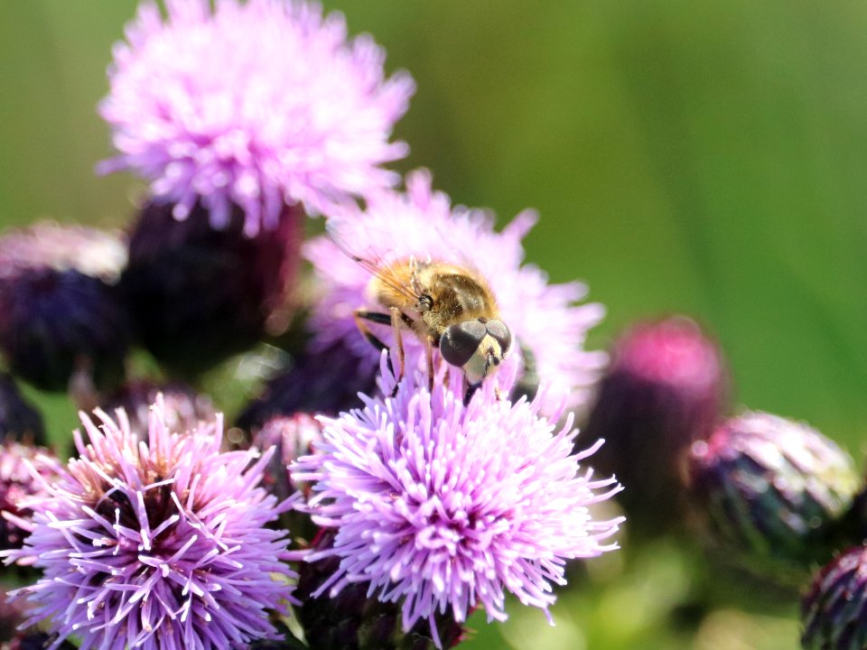 Hoverfly on Pink Knapweed