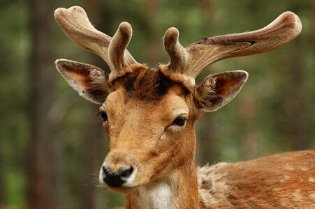 Nature animal fauna