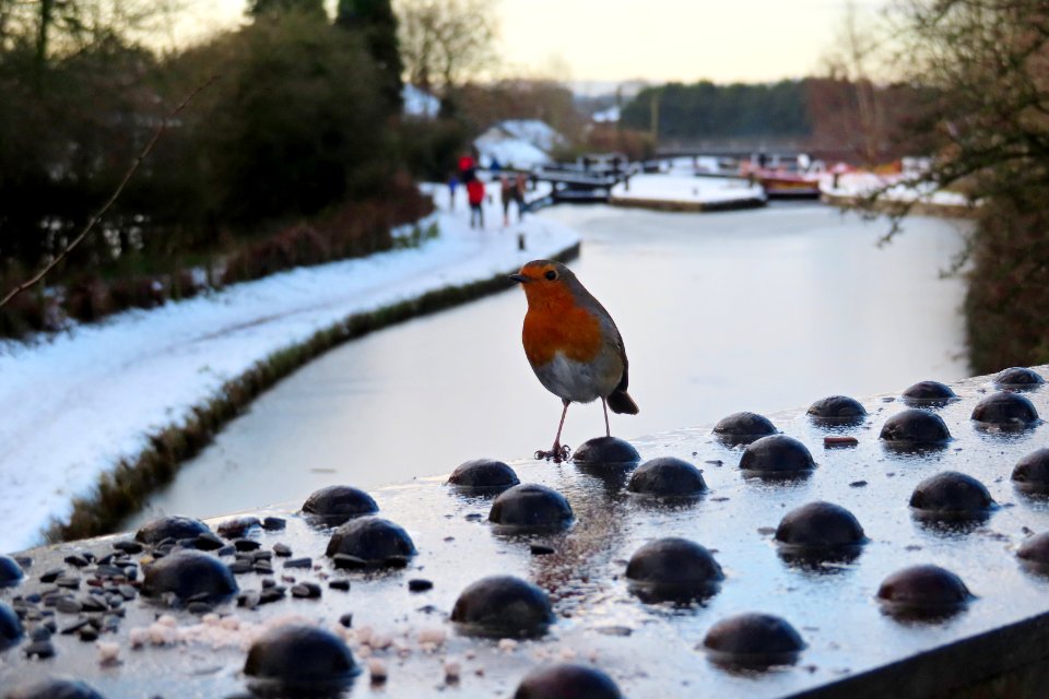 Last Robin Shot of 2020