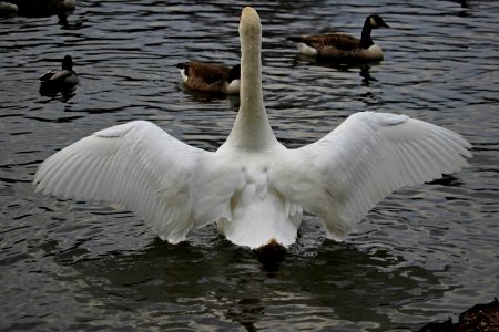 Wing Wednesday photo