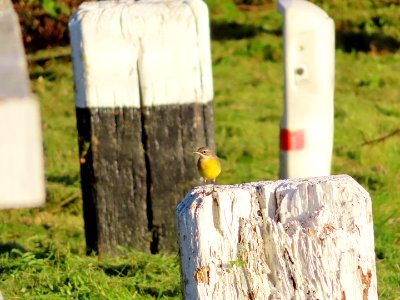 Grey Wagtail, Motacilla cinerea. photo