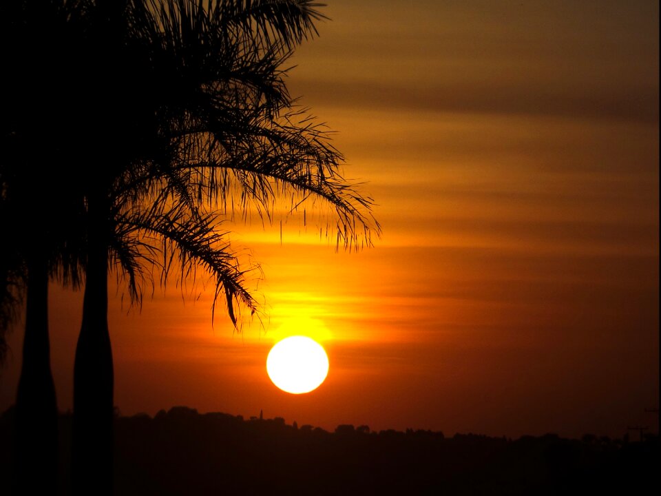 Finale coconut tree twilight