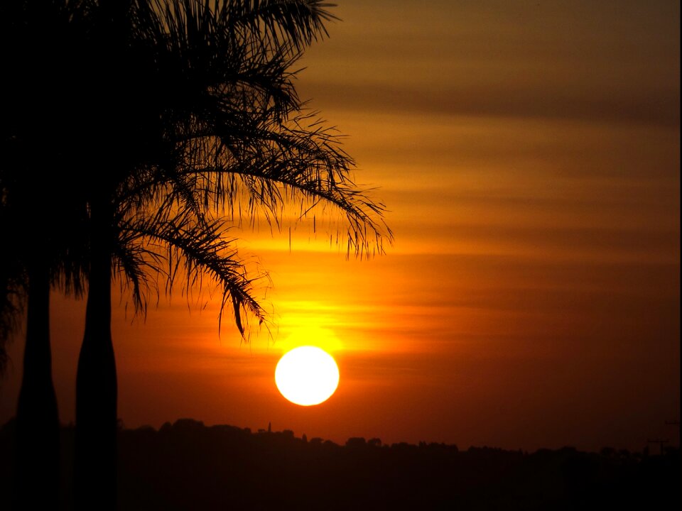 Finale coconut tree twilight photo