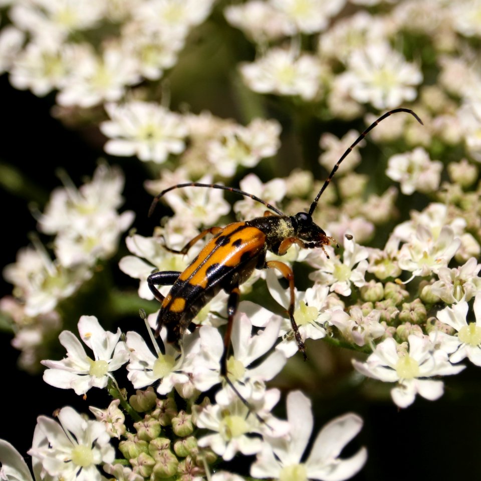Spotted Longhorn Beetle