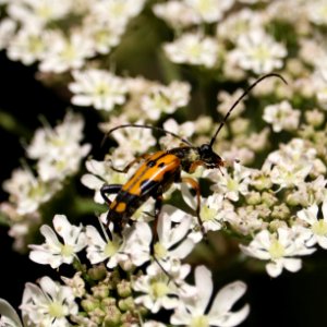 Spotted Longhorn Beetle
