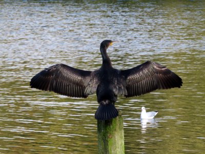 Cormorant photo