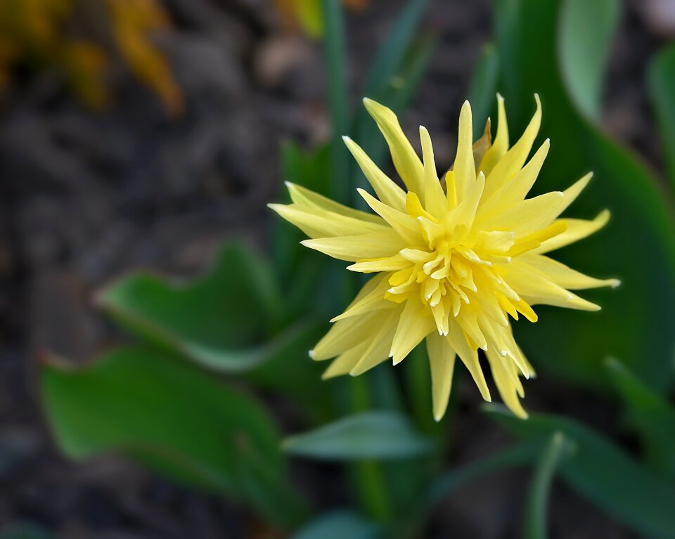 Bloom yellow yellow flower