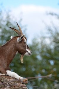 Zoo billy goat horns