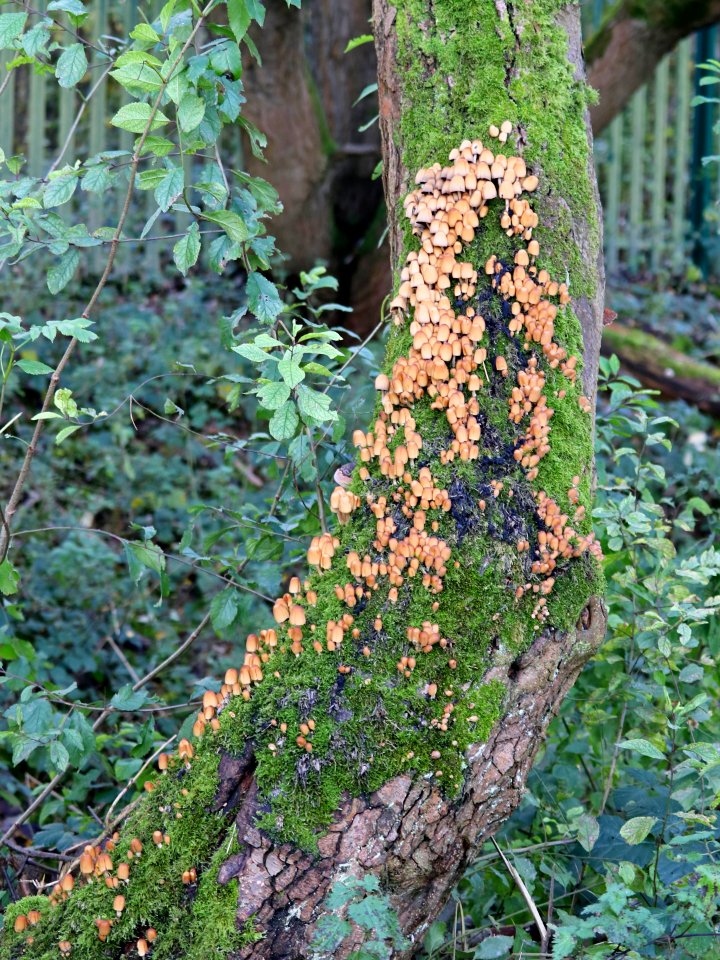 Autumnal Fungus.