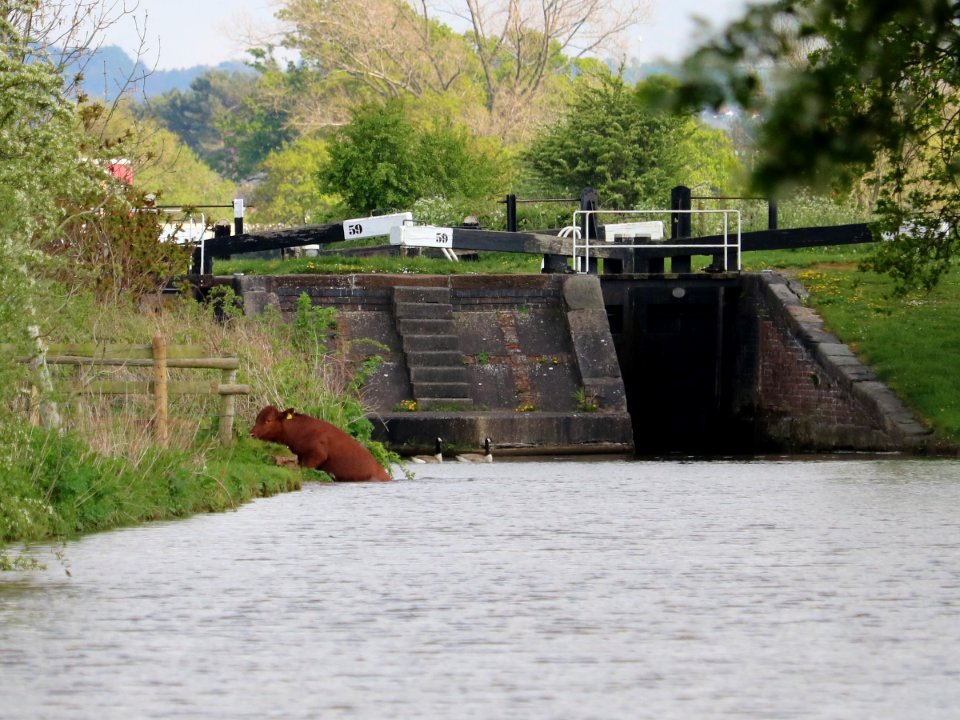 Bathing Bull photo