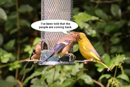 Talking Finches photo