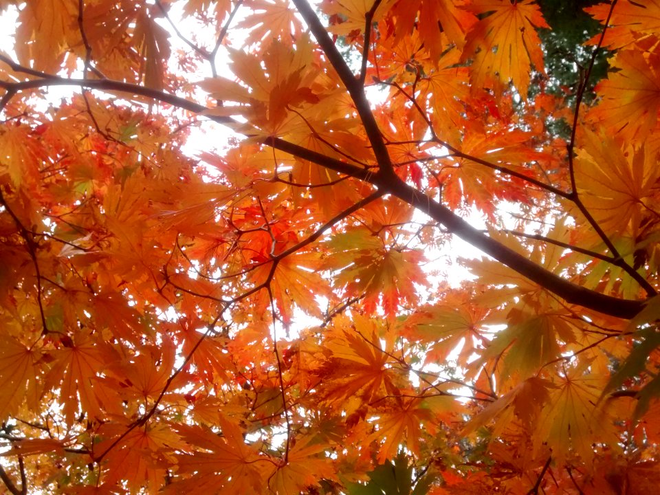 IMG 20151106 110347796