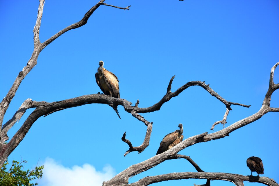 Wildlife reserve sky birds