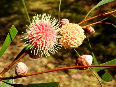 Pin-cushion hakea (hakea laurina)