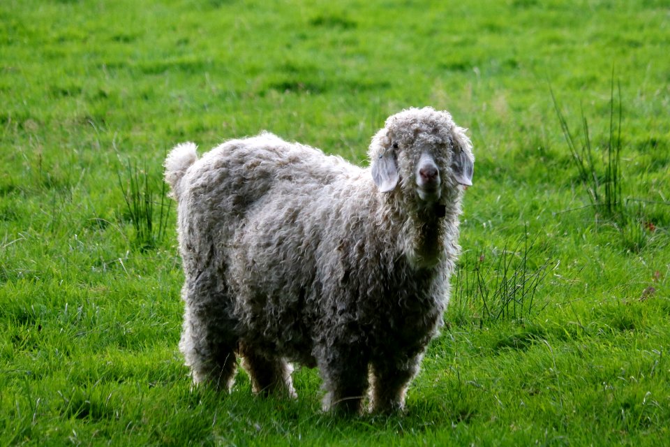 Patterdale Wooly 2