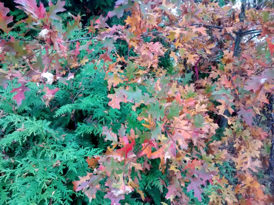 IMG 20151029 163500306