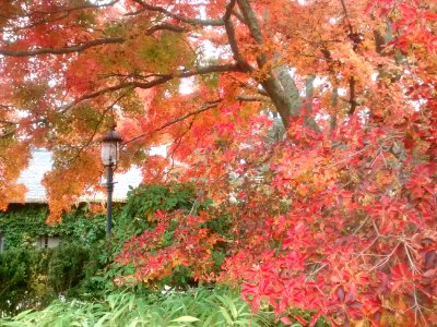 IMG 20151106 110849592