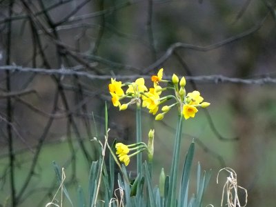 Daffs at 60x Zoom photo