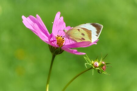Animal papilionidae nature