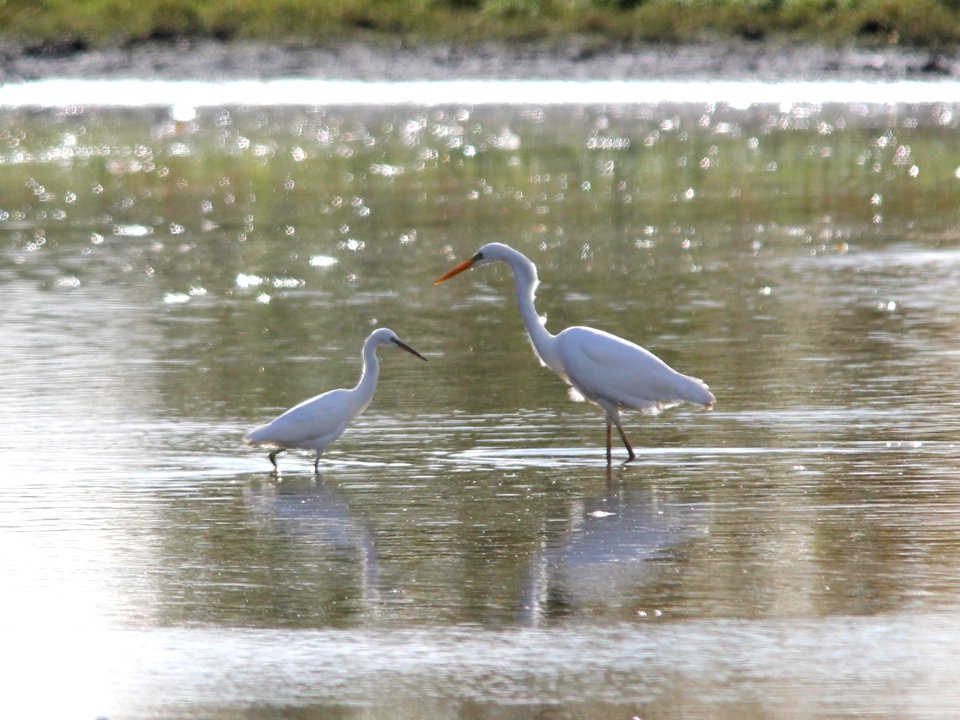 Little Egret and Big Egret