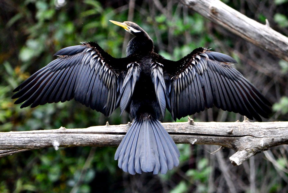 Darter