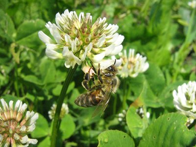 Flower bee bees to obtain nectar photo