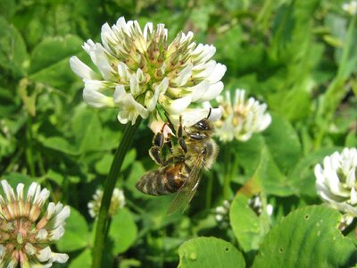 Flower bee bees to obtain nectar