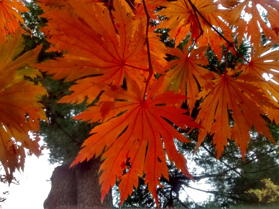 IMG 20151106 110257743 HDR