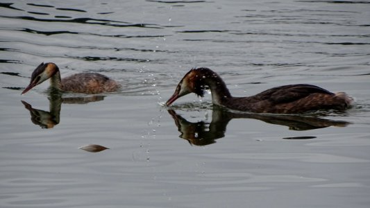 Great Crested Grebes