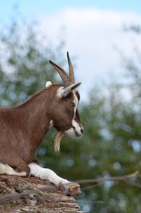 Zoo billy goat horns