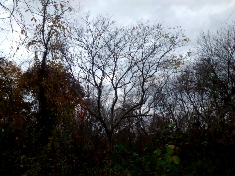 IMG 20151107 135215002
