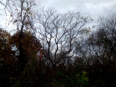 IMG 20151107 135215002